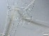  ( - RMNH.5091663)  @11 [ ] CreativeCommons - Attribution Non-Commercial Share-Alike (2018) Unspecified Naturalis Biodiversity Center