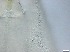  ( - RMNH.5091663)  @11 [ ] CreativeCommons - Attribution Non-Commercial Share-Alike (2018) Unspecified Naturalis Biodiversity Center