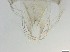  ( - RMNH.5091665)  @11 [ ] CreativeCommons - Attribution Non-Commercial Share-Alike (2018) Unspecified Naturalis Biodiversity Center