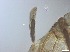  ( - RMNH.5091665)  @11 [ ] CreativeCommons - Attribution Non-Commercial Share-Alike (2018) Unspecified Naturalis Biodiversity Center