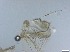  (Orthocladius glabripennis - RMNH.5091666)  @11 [ ] CreativeCommons - Attribution Non-Commercial Share-Alike (2018) Unspecified Naturalis Biodiversity Center