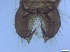  ( - RMNH.5091677)  @11 [ ] CreativeCommons - Attribution Non-Commercial Share-Alike (2018) Unspecified Naturalis Biodiversity Center