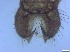  ( - RMNH.5091677)  @11 [ ] CreativeCommons - Attribution Non-Commercial Share-Alike (2018) Unspecified Naturalis Biodiversity Center