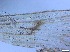  ( - RMNH.5091677)  @11 [ ] CreativeCommons - Attribution Non-Commercial Share-Alike (2018) Unspecified Naturalis Biodiversity Center