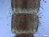  ( - RMNH.5091677)  @11 [ ] CreativeCommons - Attribution Non-Commercial Share-Alike (2018) Unspecified Naturalis Biodiversity Center