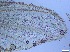  ( - RMNH.5091677)  @11 [ ] CreativeCommons - Attribution Non-Commercial Share-Alike (2018) Unspecified Naturalis Biodiversity Center