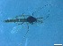  ( - RMNH.5091677)  @11 [ ] CreativeCommons - Attribution Non-Commercial Share-Alike (2018) Unspecified Naturalis Biodiversity Center