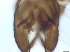  ( - RMNH.5091682)  @11 [ ] CreativeCommons - Attribution Non-Commercial Share-Alike (2018) Unspecified Naturalis Biodiversity Center