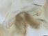  ( - RMNH.5091684)  @11 [ ] CreativeCommons - Attribution Non-Commercial Share-Alike (2018) Unspecified Naturalis Biodiversity Center