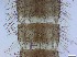  ( - RMNH.5091686)  @11 [ ] CreativeCommons - Attribution Non-Commercial Share-Alike (2018) Unspecified Naturalis Biodiversity Center