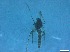  ( - RMNH.5091686)  @11 [ ] CreativeCommons - Attribution Non-Commercial Share-Alike (2018) Unspecified Naturalis Biodiversity Center