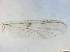  ( - RMNH.5091686)  @11 [ ] CreativeCommons - Attribution Non-Commercial Share-Alike (2018) Unspecified Naturalis Biodiversity Center