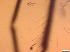  ( - RMNH.5091694)  @11 [ ] CreativeCommons - Attribution Non-Commercial Share-Alike (2018) Unspecified Naturalis Biodiversity Center