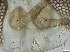  ( - RMNH.5091701)  @11 [ ] CreativeCommons - Attribution Non-Commercial Share-Alike (2018) Unspecified Naturalis Biodiversity Center