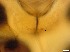  ( - RMNH.5091703)  @11 [ ] CreativeCommons - Attribution Non-Commercial Share-Alike (2018) Unspecified Naturalis Biodiversity Center