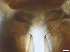 ( - RMNH.5091705)  @11 [ ] CreativeCommons - Attribution Non-Commercial Share-Alike (2018) Unspecified Naturalis Biodiversity Center
