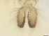  ( - RMNH.5091707)  @11 [ ] CreativeCommons - Attribution Non-Commercial Share-Alike (2018) Unspecified Naturalis Biodiversity Center