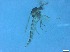  ( - RMNH.5091707)  @11 [ ] CreativeCommons - Attribution Non-Commercial Share-Alike (2018) Unspecified Naturalis Biodiversity Center