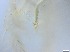  ( - RMNH.5091708)  @11 [ ] CreativeCommons - Attribution Non-Commercial Share-Alike (2018) Unspecified Naturalis Biodiversity Center