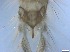 ( - RMNH.5091714)  @11 [ ] CreativeCommons - Attribution Non-Commercial Share-Alike (2018) Unspecified Naturalis Biodiversity Center