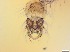  ( - RMNH.5091715)  @11 [ ] CreativeCommons - Attribution Non-Commercial Share-Alike (2018) Unspecified Naturalis Biodiversity Center