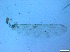  (Ablabesmyia sp - RMNH.5091717)  @11 [ ] CreativeCommons - Attribution Non-Commercial Share-Alike (2018) Unspecified Naturalis Biodiversity Center