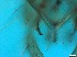  ( - RMNH.5091718)  @11 [ ] CreativeCommons - Attribution Non-Commercial Share-Alike (2018) Unspecified Naturalis Biodiversity Center