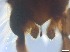  ( - RMNH.5091720)  @11 [ ] CreativeCommons - Attribution Non-Commercial Share-Alike (2018) Unspecified Naturalis Biodiversity Center