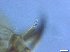  (Orthocladius dentifer - RMNH.INS.557344)  @11 [ ] CreativeCommons - Attribution Non-Commercial Share-Alike (2015) Unspecified Naturalis Biodiversity Center