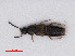  ( - RMNH.INS.535023)  @11 [ ] CreativeCommons - Attribution Non-Commercial Share-Alike (2013) Unspecified Naturalis Biodiversity Center