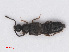  ( - RMNH.INS.535035)  @11 [ ] CreativeCommons - Attribution Non-Commercial Share-Alike (2013) Unspecified Naturalis Biodiversity Center