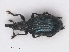  (Perapion hydrolapathi - RMNH.INS.535040)  @11 [ ] CreativeCommons - Attribution Non-Commercial Share-Alike (2013) Unspecified Naturalis Biodiversity Center