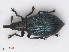  ( - RMNH.INS.535041)  @11 [ ] CreativeCommons - Attribution Non-Commercial Share-Alike (2013) Unspecified Naturalis Biodiversity Center