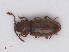  (Cryptophagus puncticollis - RMNH.INS.535053)  @11 [ ] CreativeCommons - Attribution Non-Commercial Share-Alike (2013) Unspecified Naturalis Biodiversity Center