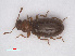 ( - RMNH.INS.535059)  @11 [ ] CreativeCommons - Attribution Non-Commercial Share-Alike (2013) Unspecified Naturalis Biodiversity Center