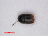  ( - RMNH.INS.535065)  @11 [ ] CreativeCommons - Attribution Non-Commercial Share-Alike (2013) Unspecified Naturalis Biodiversity Center