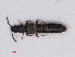  (Homalota - RMNH.INS.535101)  @14 [ ] CreativeCommons - Attribution Non-Commercial Share-Alike (2013) Unspecified Naturalis Biodiversity Center