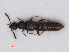  ( - RMNH.INS.535104)  @13 [ ] CreativeCommons - Attribution Non-Commercial Share-Alike (2013) Unspecified Naturalis Biodiversity Center