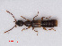  (Scopaeus gracilis - RMNH.INS.535115)  @13 [ ] CreativeCommons - Attribution Non-Commercial Share-Alike (2013) Unspecified Naturalis Biodiversity Center