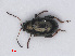  ( - RMNH.INS.535160)  @13 [ ] CreativeCommons - Attribution Non-Commercial Share-Alike (2013) Unspecified Naturalis Biodiversity Center