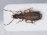  ( - RMNH.INS.535209)  @13 [ ] CreativeCommons - Attribution Non-Commercial Share-Alike (2013) Unspecified Naturalis Biodiversity Center