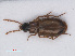  ( - RMNH.INS.535231)  @11 [ ] CreativeCommons - Attribution Non-Commercial Share-Alike (2013) Unspecified Naturalis Biodiversity Center