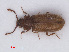  ( - RMNH.INS.535248)  @13 [ ] CreativeCommons - Attribution Non-Commercial Share-Alike (2013) Unspecified Naturalis Biodiversity Center