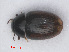  ( - RMNH.INS.535318)  @11 [ ] CreativeCommons - Attribution Non-Commercial Share-Alike (2013) Unspecified Naturalis Biodiversity Center