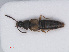  ( - RMNH.INS.535325)  @11 [ ] CreativeCommons - Attribution Non-Commercial Share-Alike (2013) Unspecified Naturalis Biodiversity Center