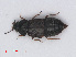 ( - RMNH.INS.535342)  @11 [ ] CreativeCommons - Attribution Non-Commercial Share-Alike (2013) Unspecified Naturalis Biodiversity Center