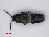  ( - RMNH.INS.535359)  @13 [ ] CreativeCommons - Attribution Non-Commercial Share-Alike (2013) Unspecified Naturalis Biodiversity Center