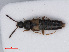  ( - RMNH.INS.535375)  @11 [ ] CreativeCommons - Attribution Non-Commercial Share-Alike (2013) Unspecified Naturalis Biodiversity Center