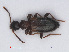  ( - RMNH.INS.535381)  @11 [ ] CreativeCommons - Attribution Non-Commercial Share-Alike (2013) Unspecified Naturalis Biodiversity Center