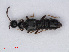  ( - RMNH.INS.535389)  @11 [ ] CreativeCommons - Attribution Non-Commercial Share-Alike (2013) Unspecified Naturalis Biodiversity Center